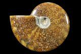 Polished, Agatized Ammonite (Cleoniceras) - Madagascar #88066-1